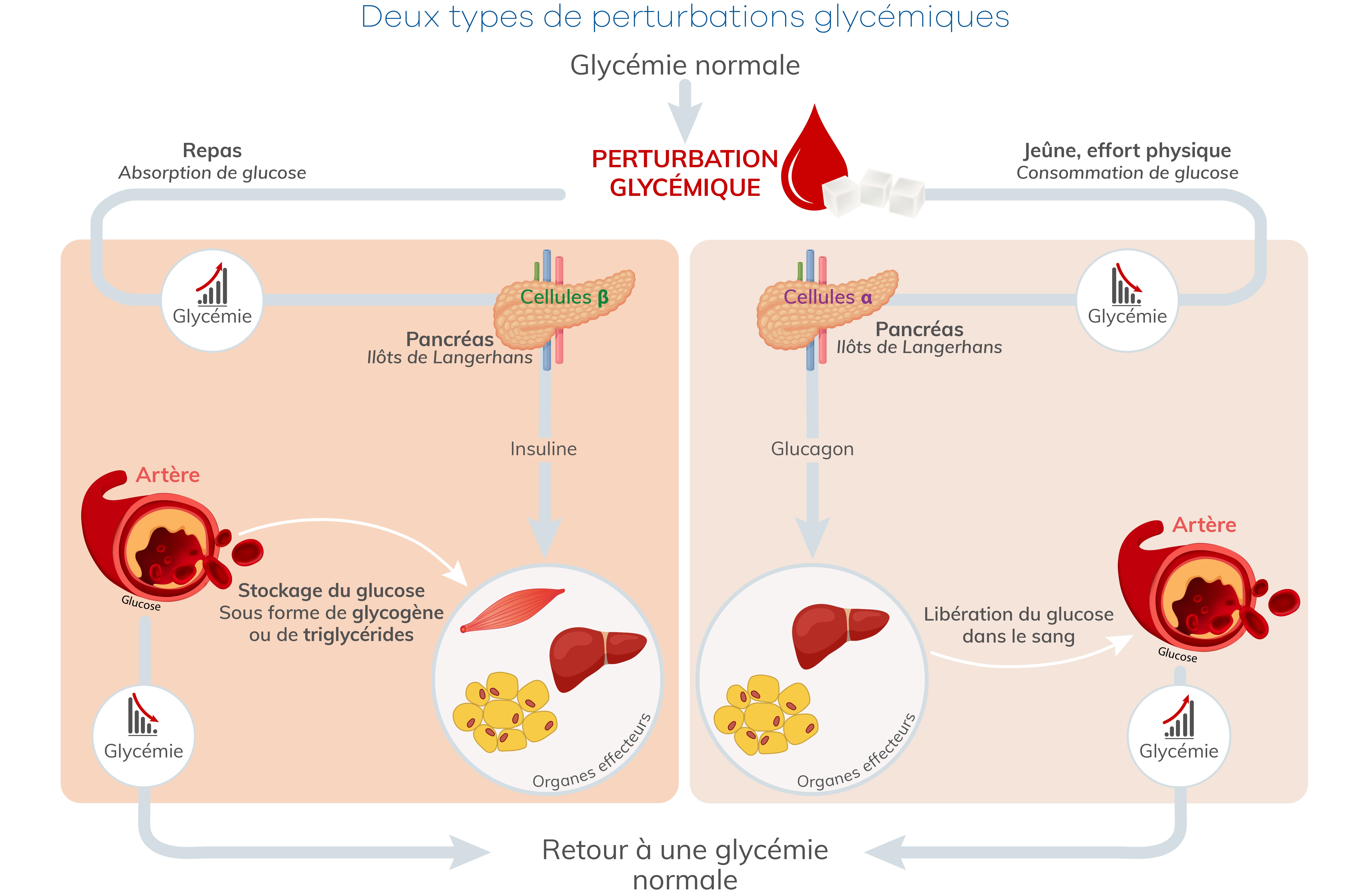 Perturbations glycémiques