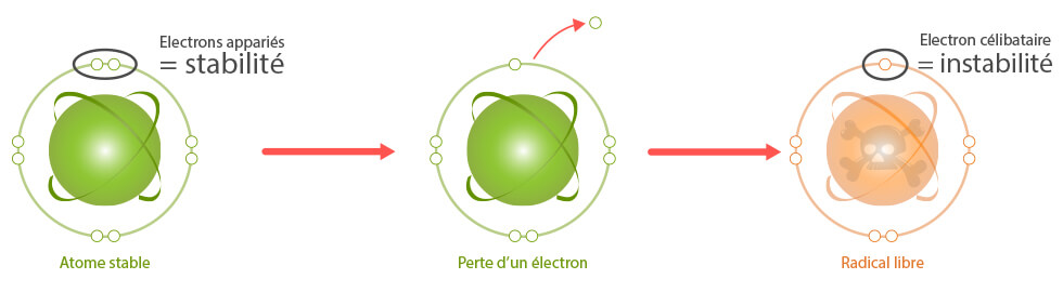 Schéma de formation des radicaux libres