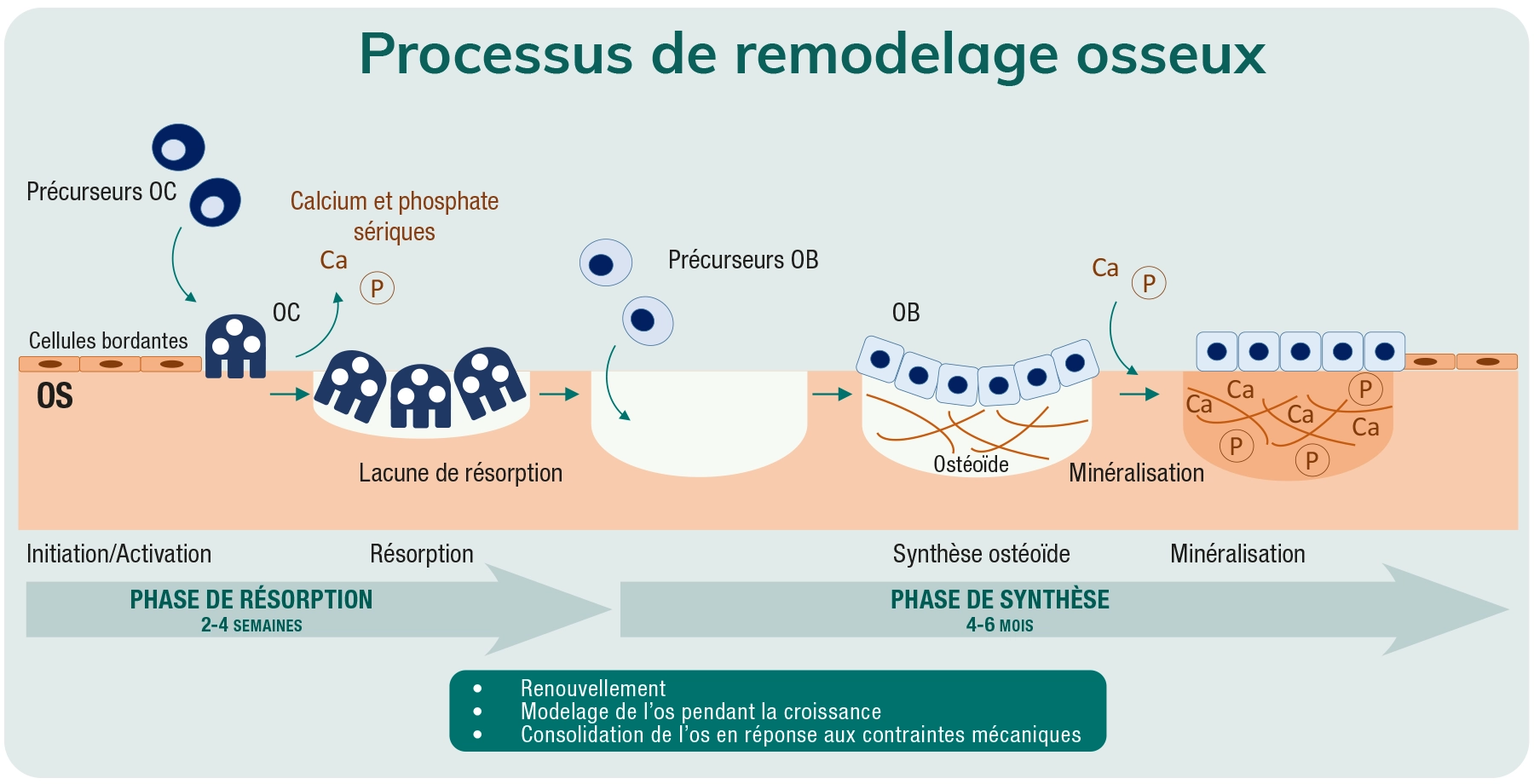 ERGYOST O Remin ralisation Osseuse ERGYOST O Remin ralisation Osseuse